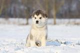ALASKAN MALAMUTE 315